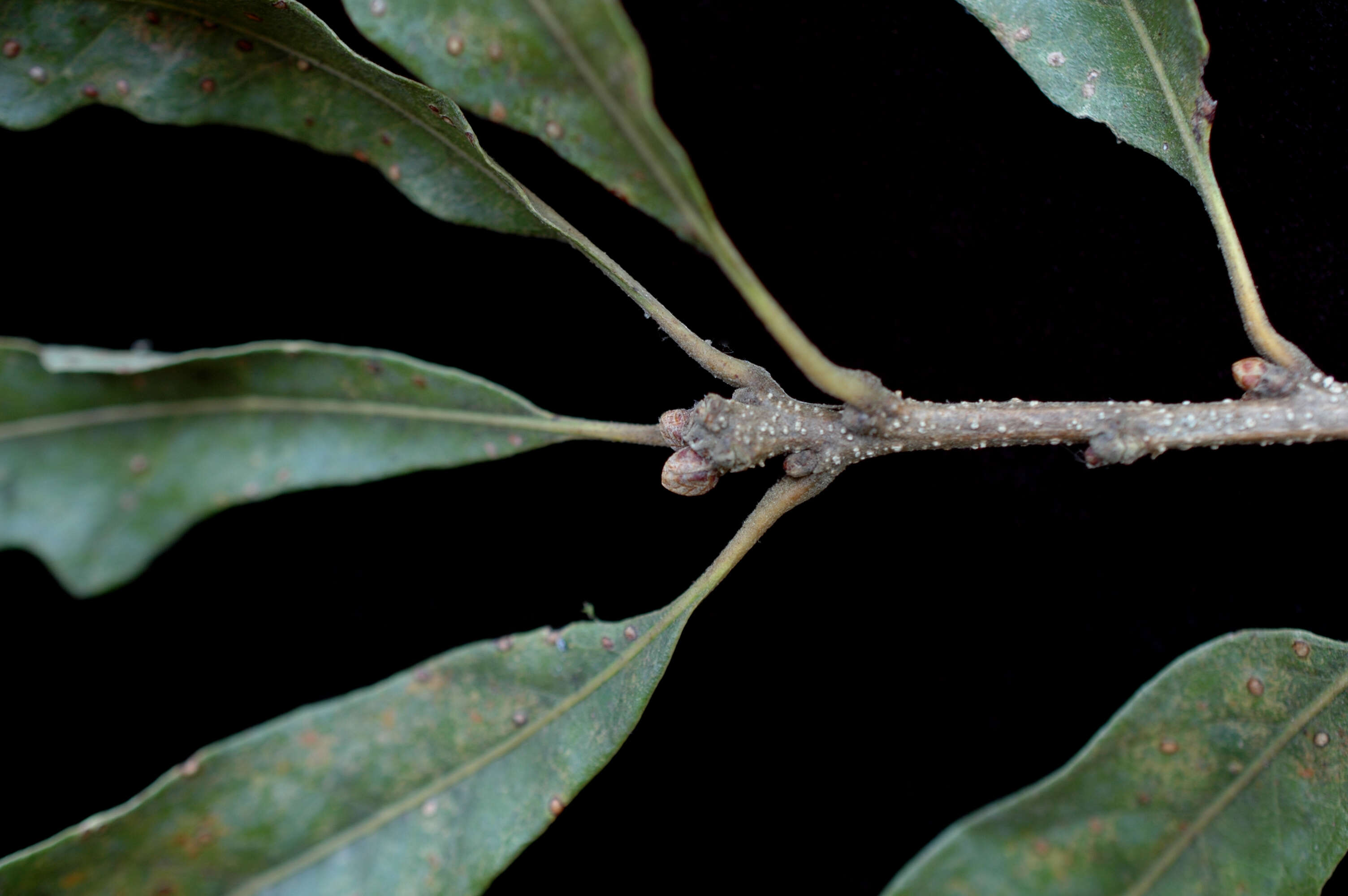 Image of Delta Post Oak