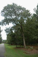 Image of Delta Post Oak