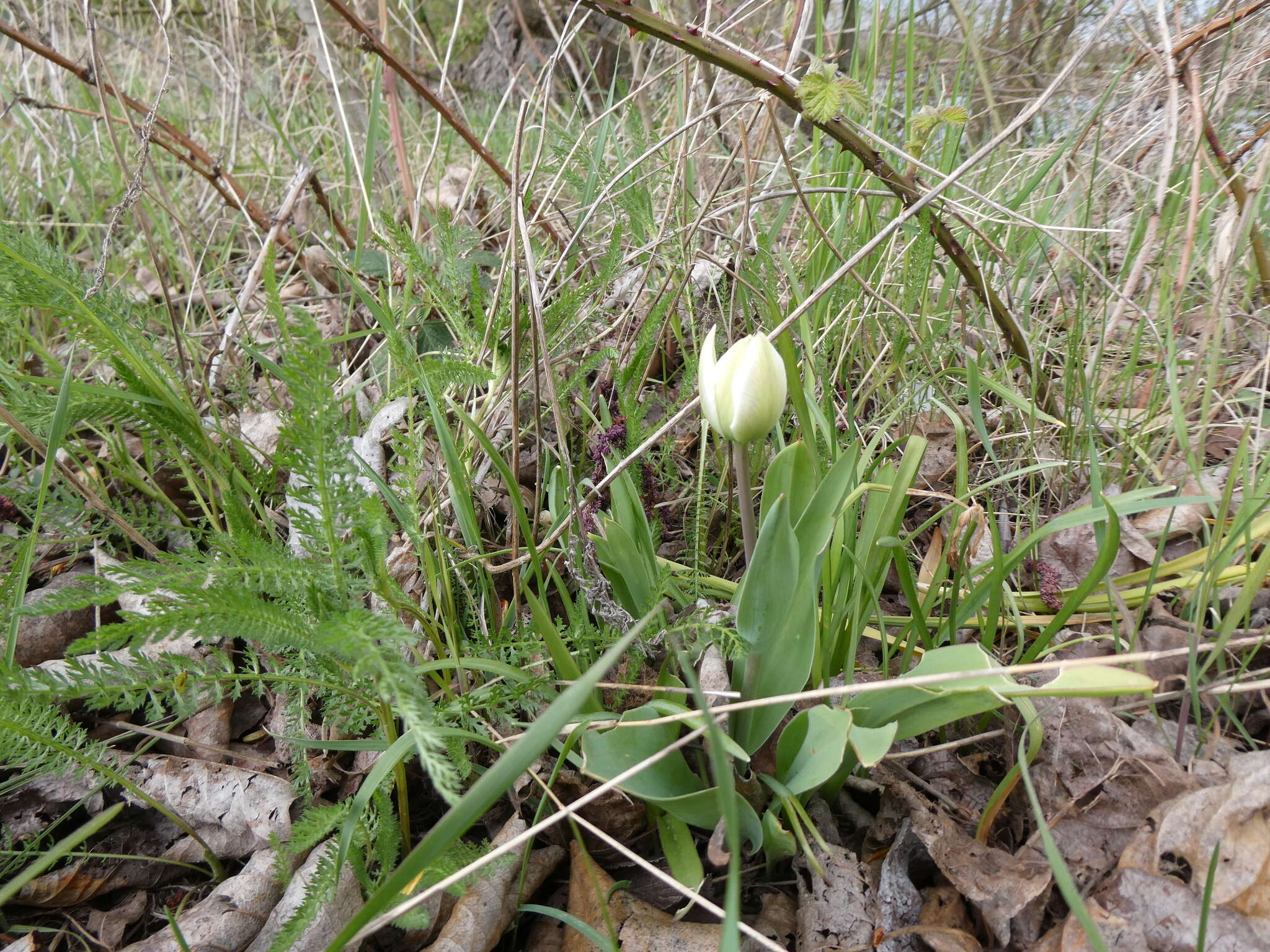 Plancia ëd Tulipa gesneriana L.