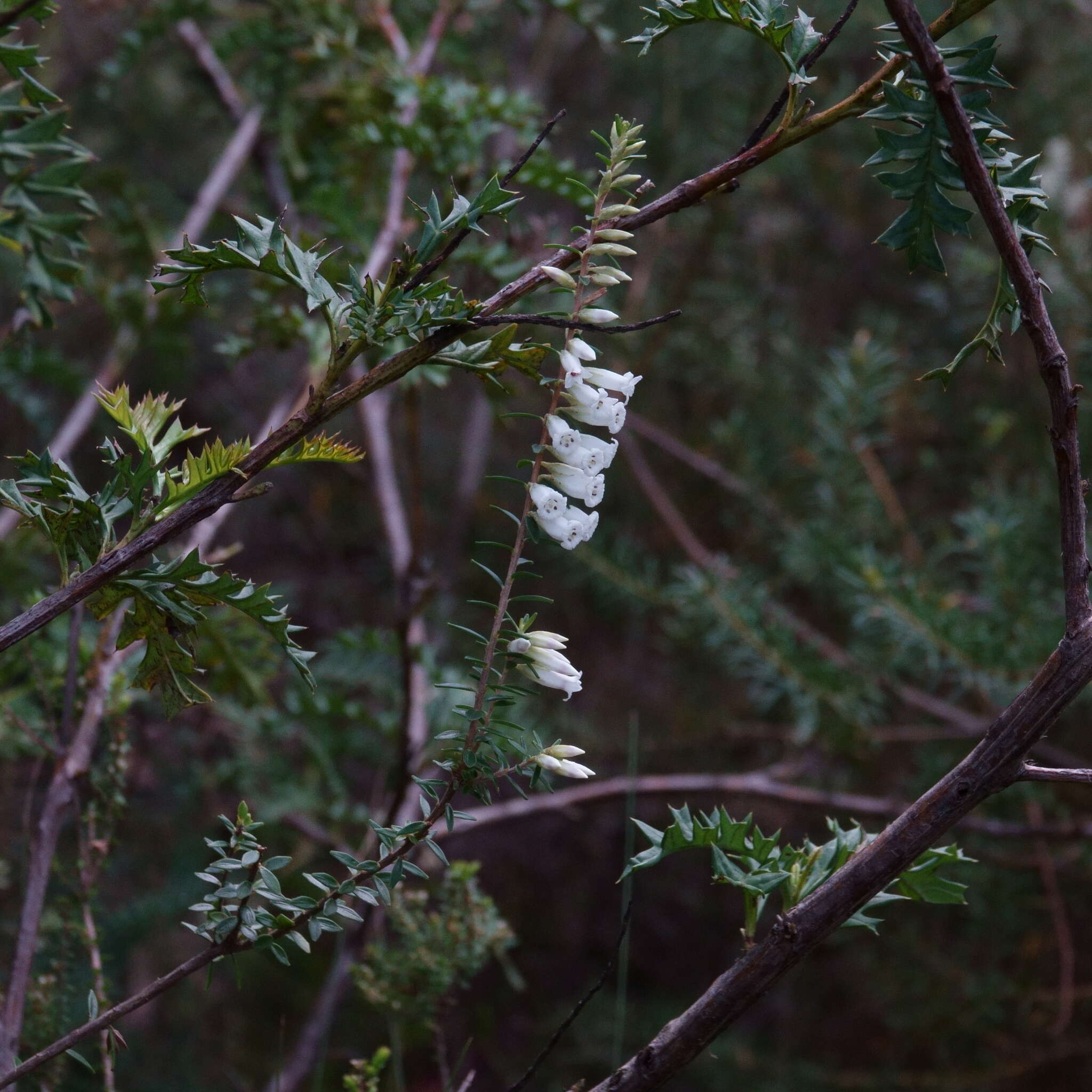 Image of Epacris obtusifolia Sm.