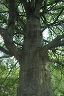 Image of Darlington Oak