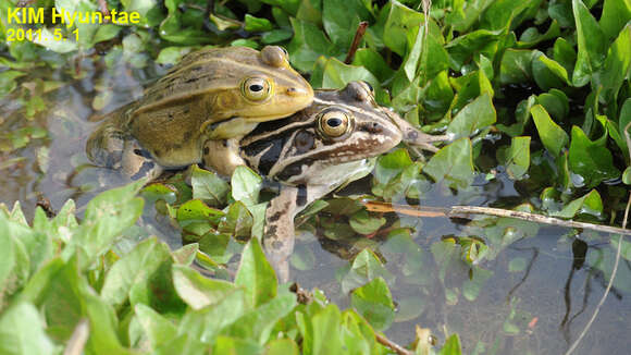 Plancia ëd Pelophylax nigromaculatus (Hallowell 1861)