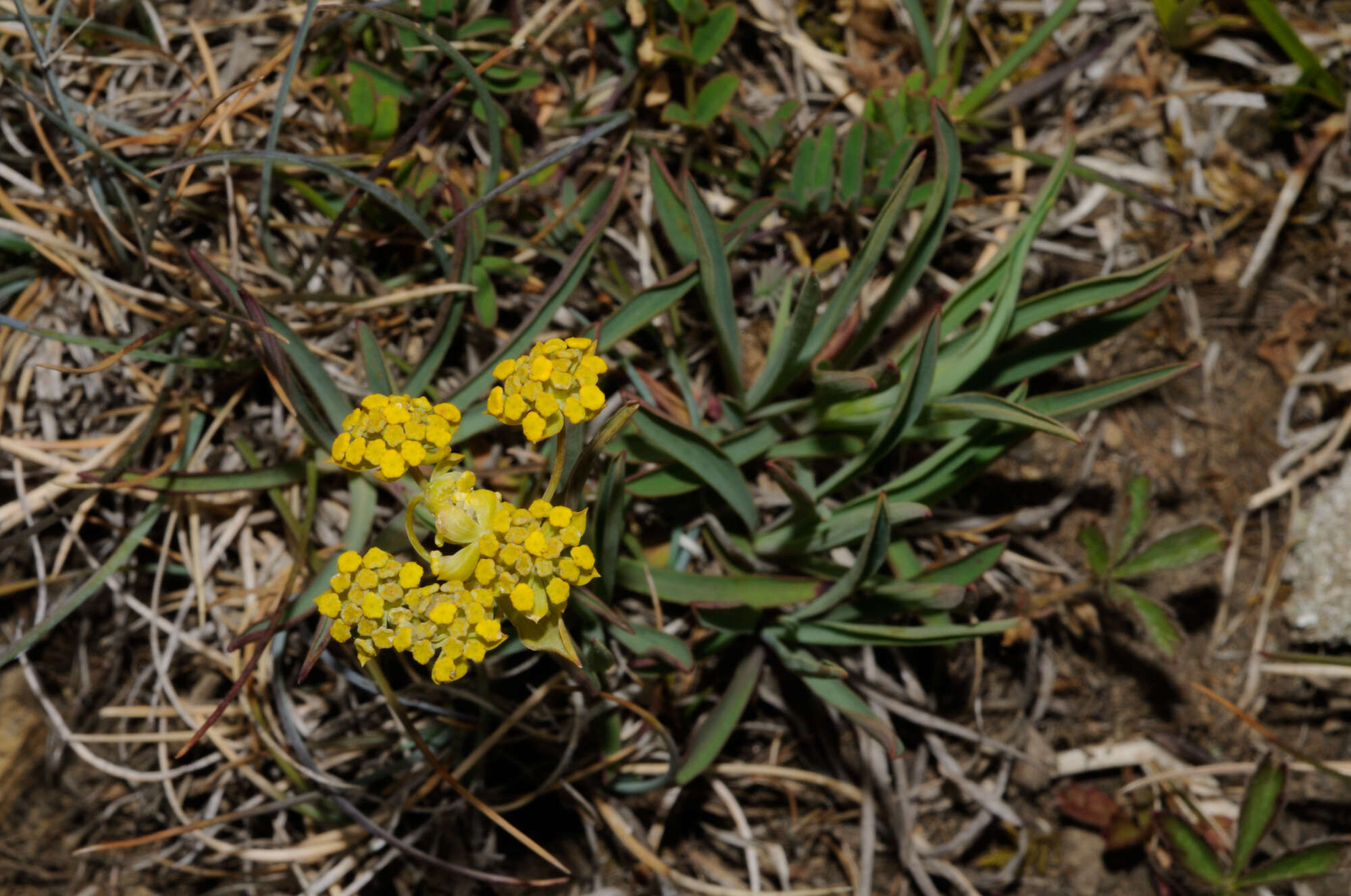 Sivun Bupleurum ranunculoides L. kuva