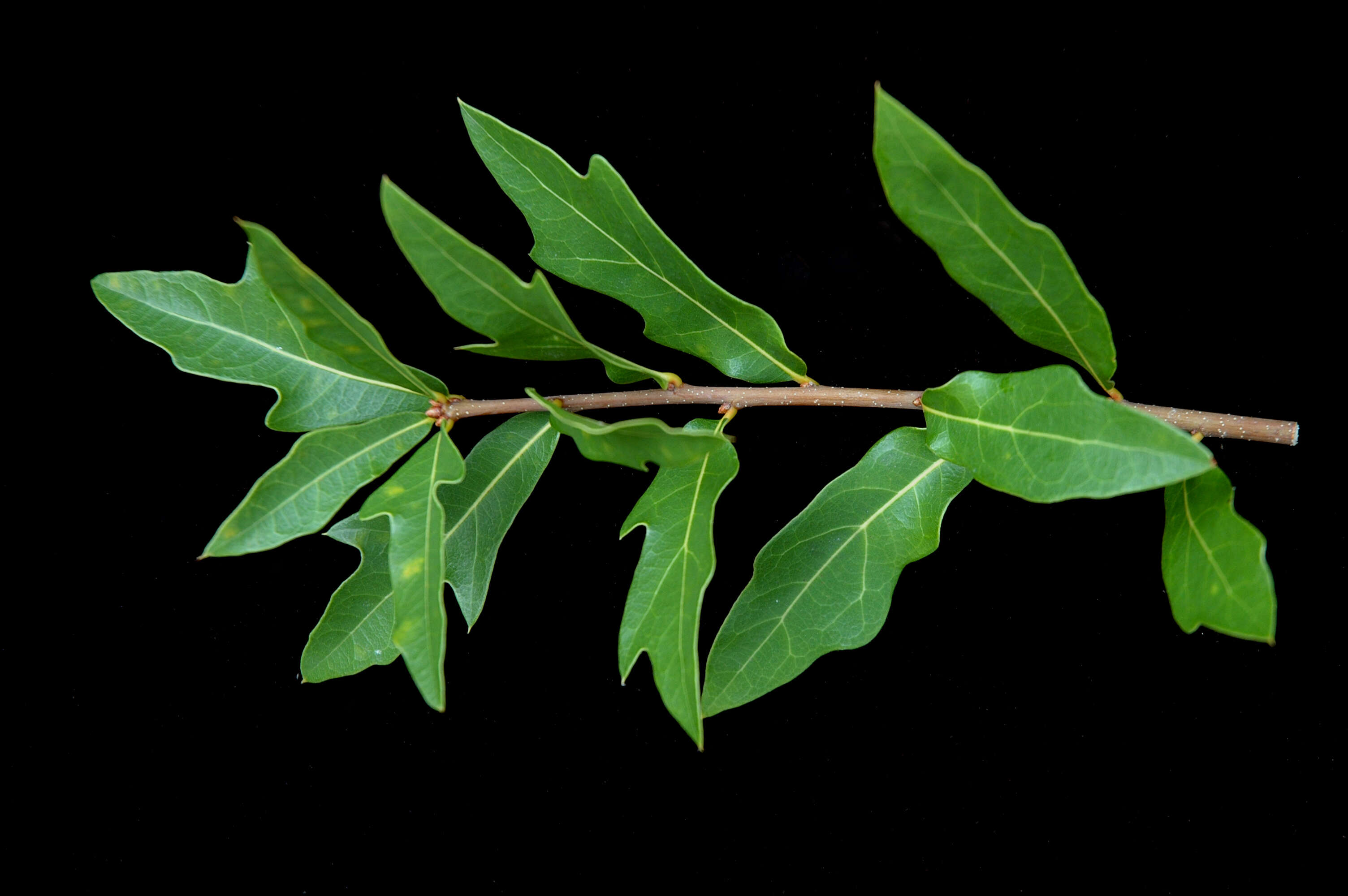 Image of Darlington Oak