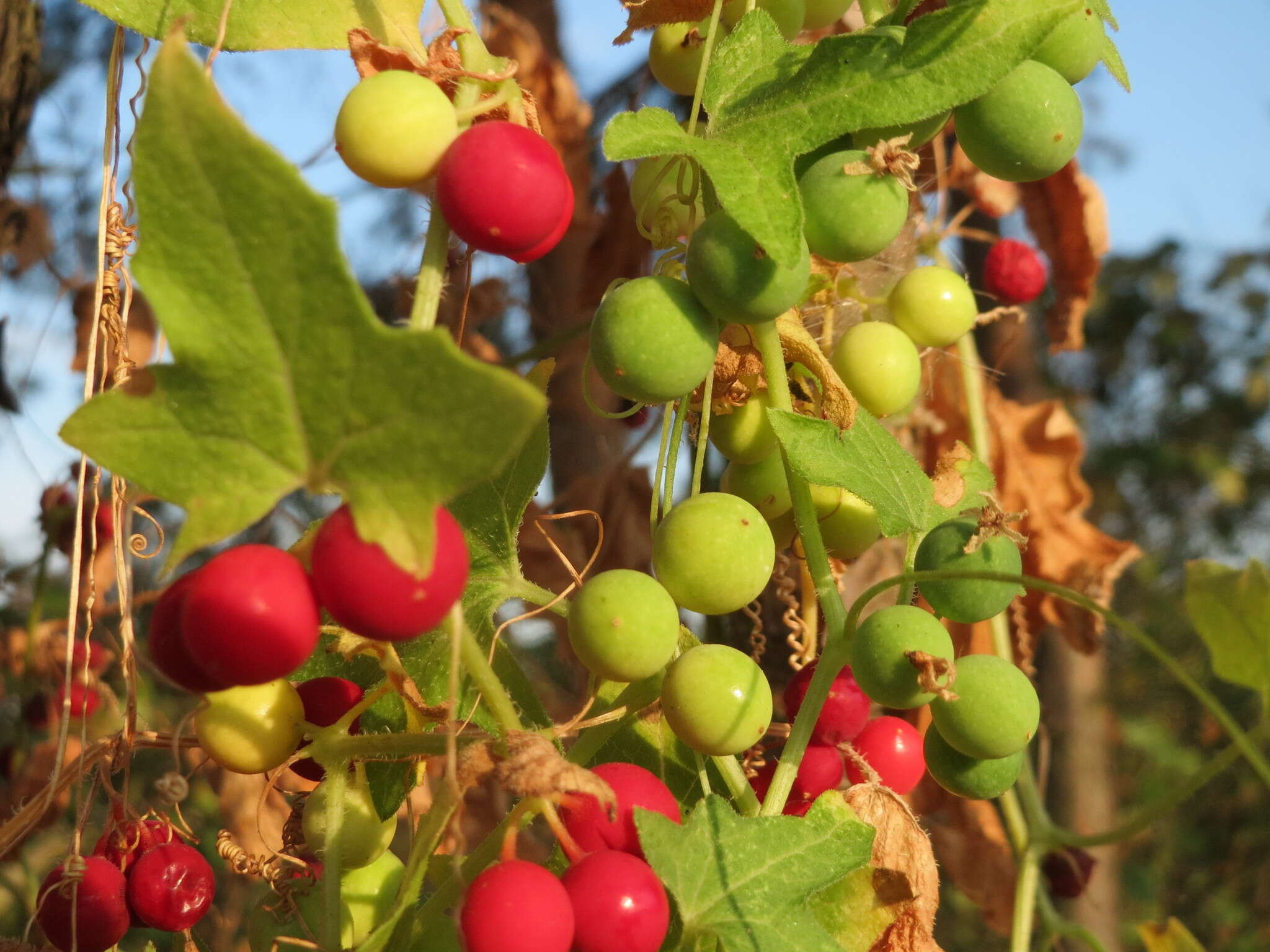 Image of Cretan bryony