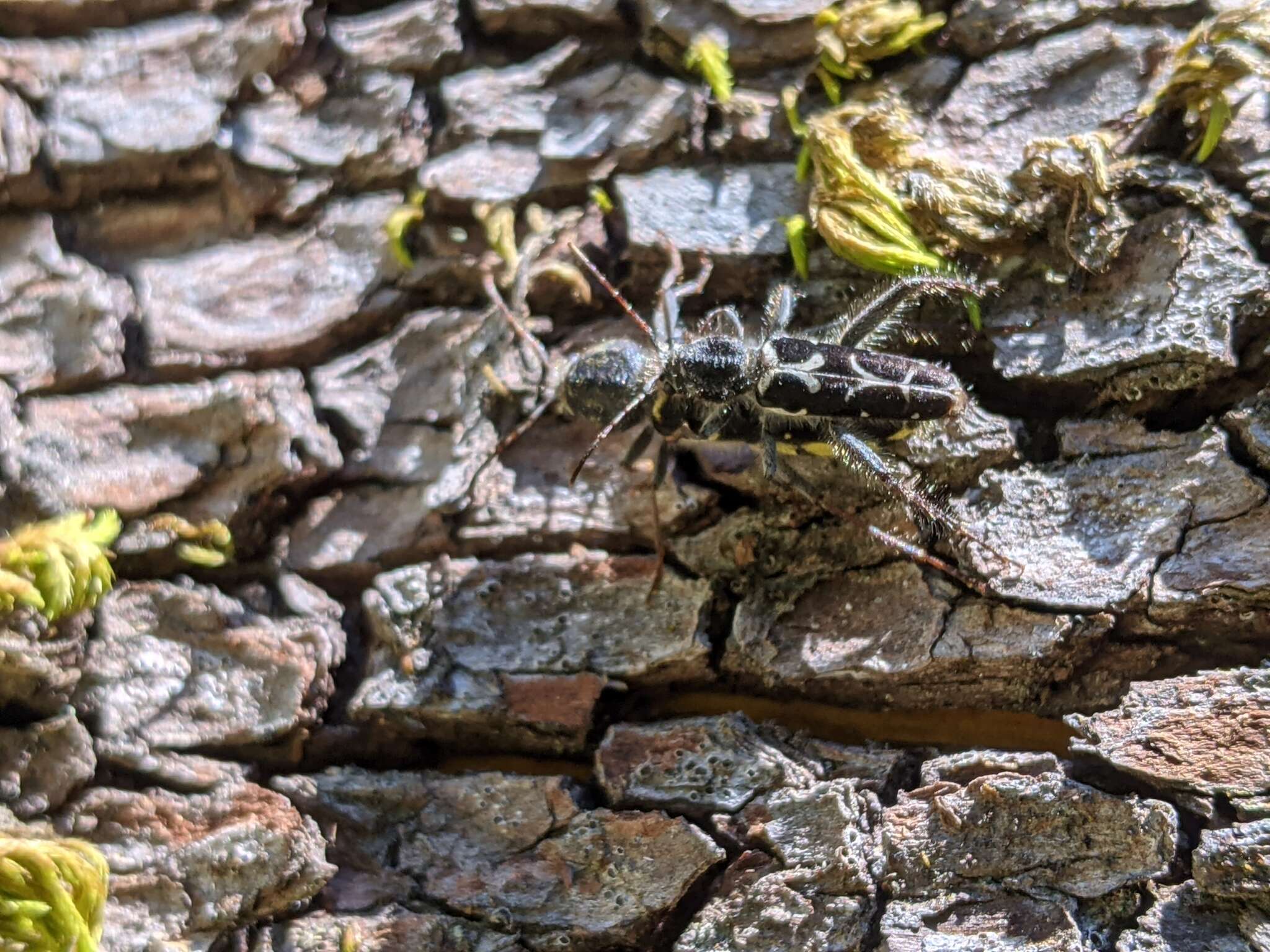 Imagem de Neoclytus conjunctus (Le Conte 1857)