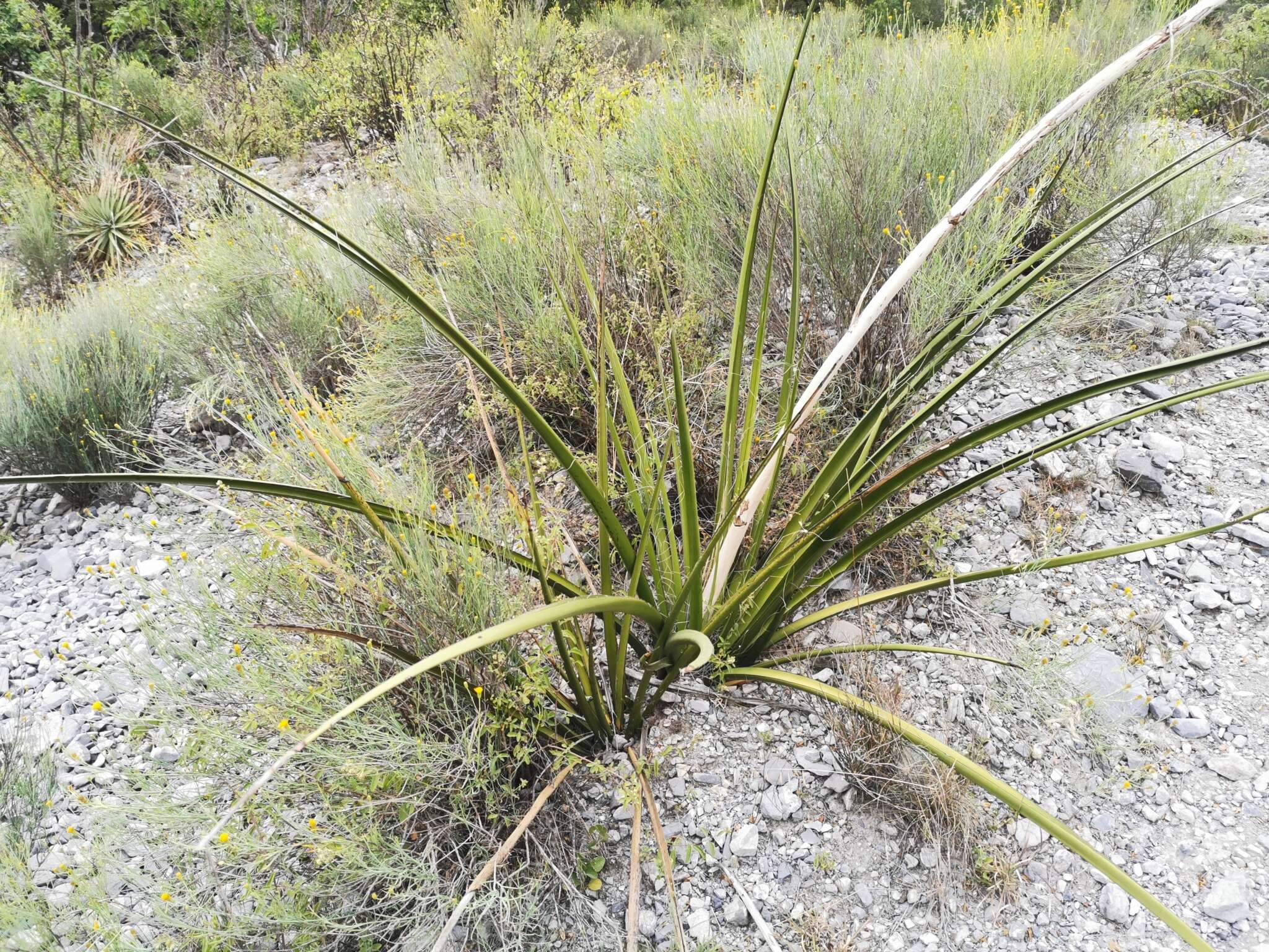 Image de Hesperaloe funifera (K. Koch) Trel.