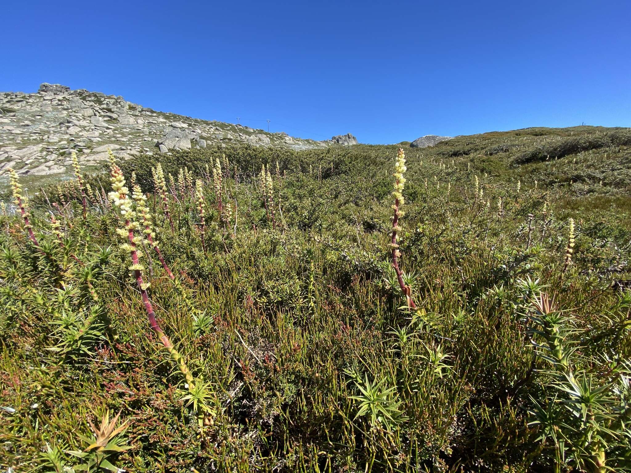 Image of candle heath