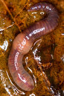 Image of red earthworm