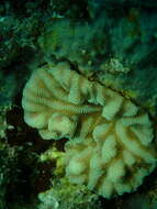 Image of Crispy Crust Coral