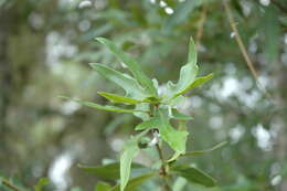 Image of Darlington Oak