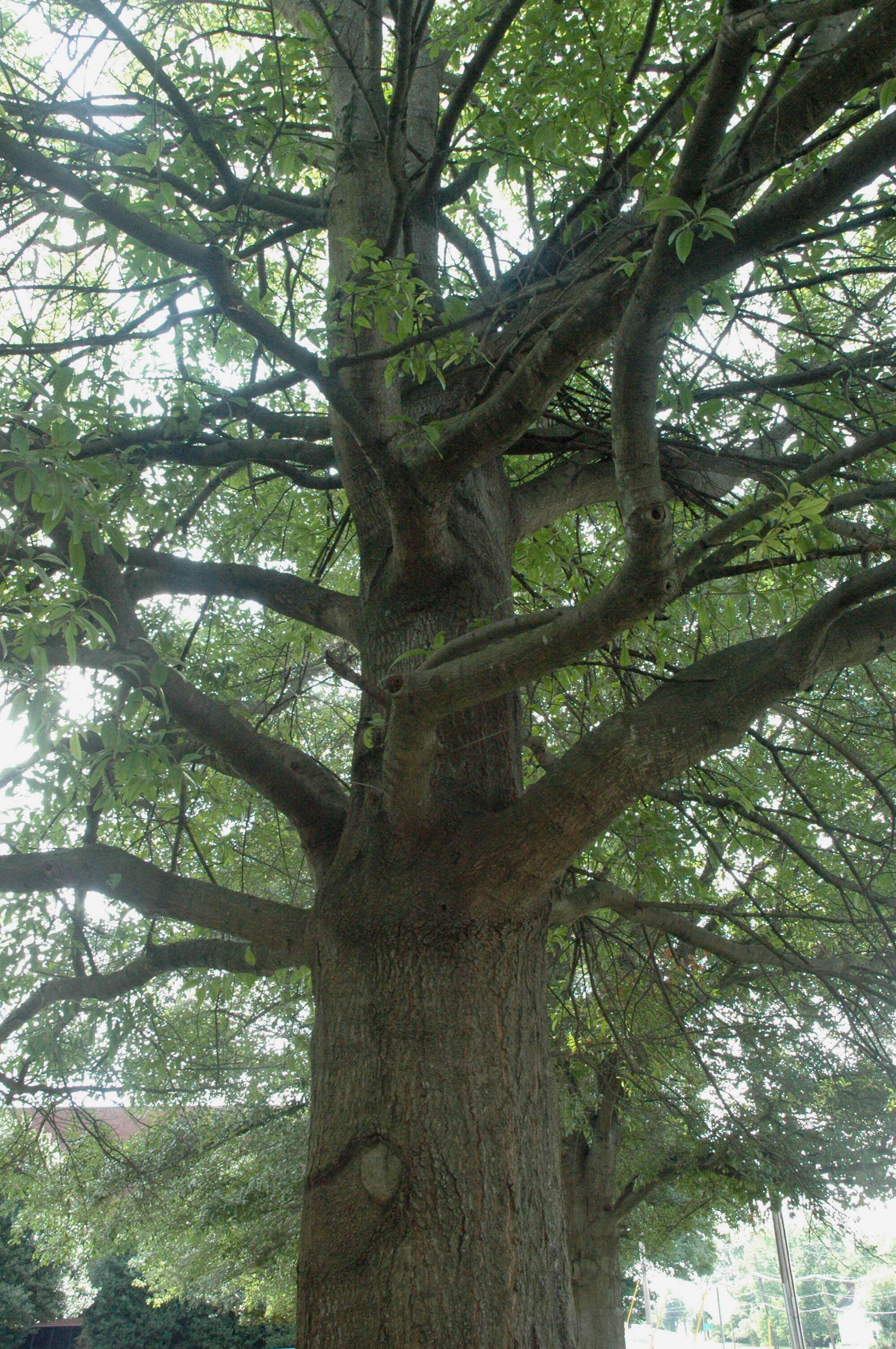 Image of Darlington Oak