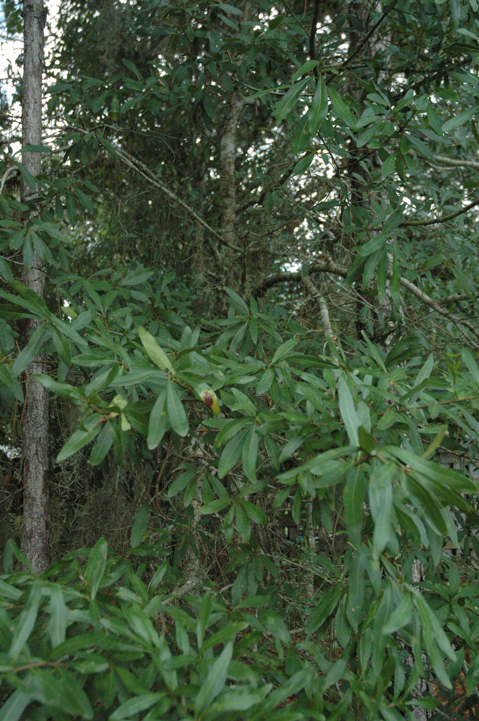 Image of Darlington Oak