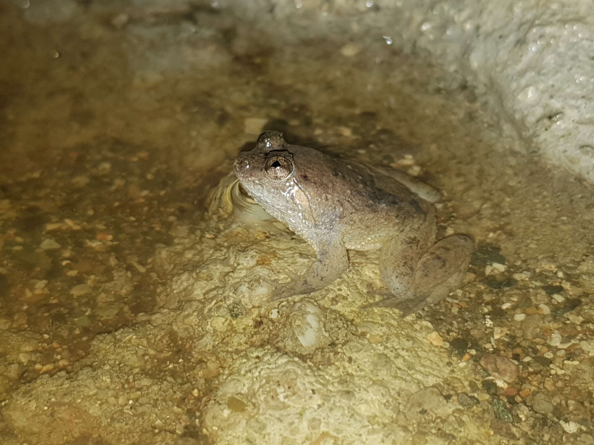 Image of Sumatran Puddle Frog