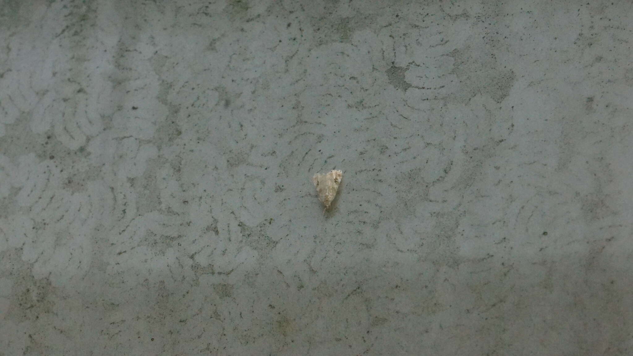 Image of Moth