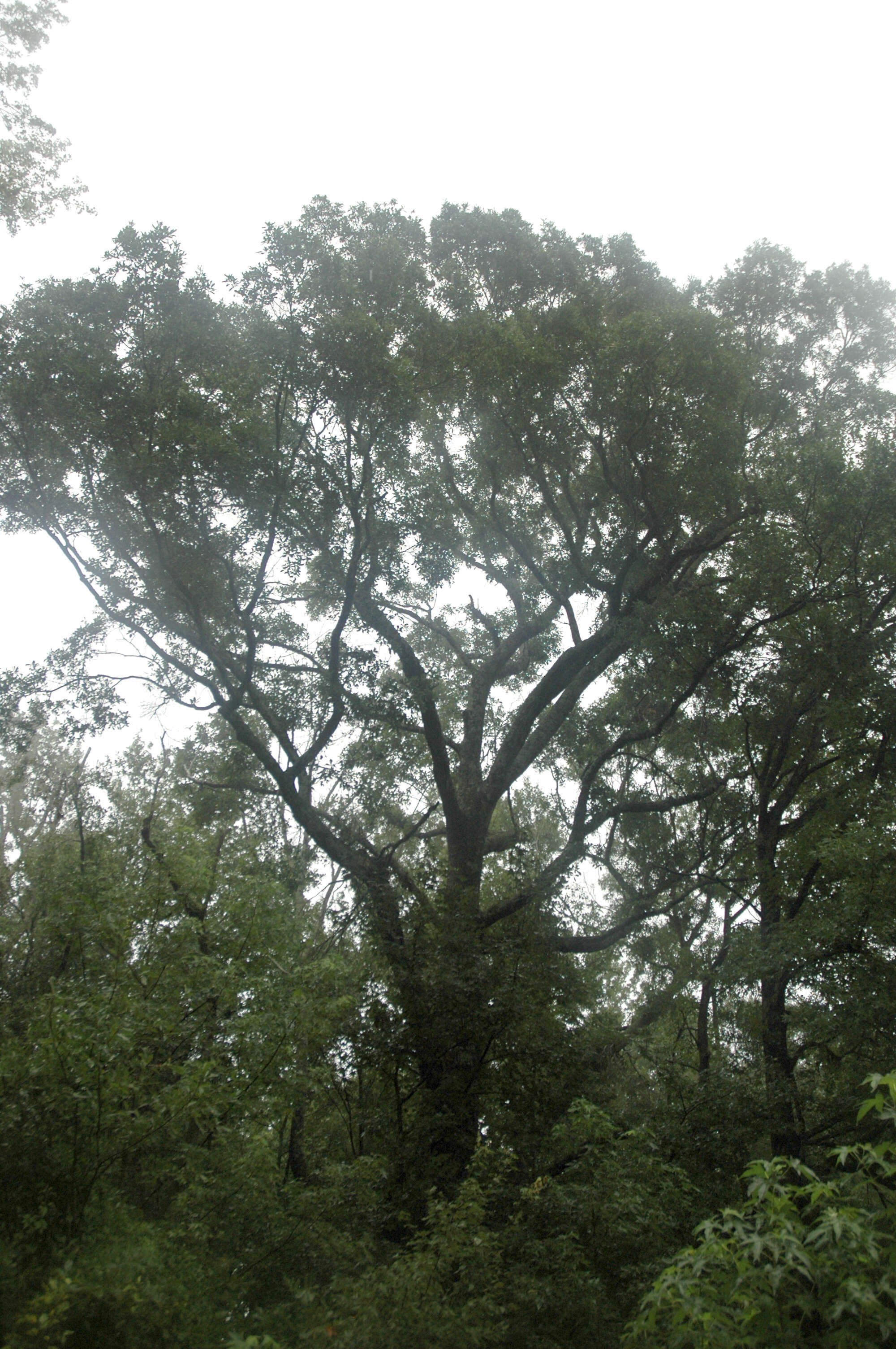 Image of Darlington Oak