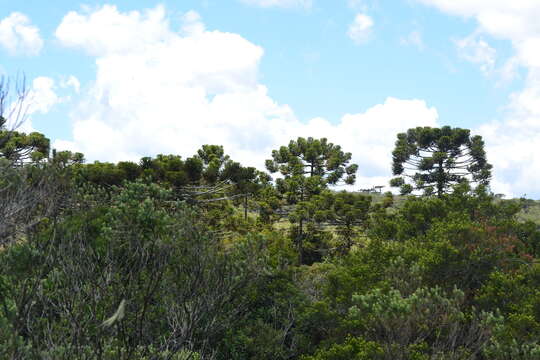 Image of Candelabra Tree