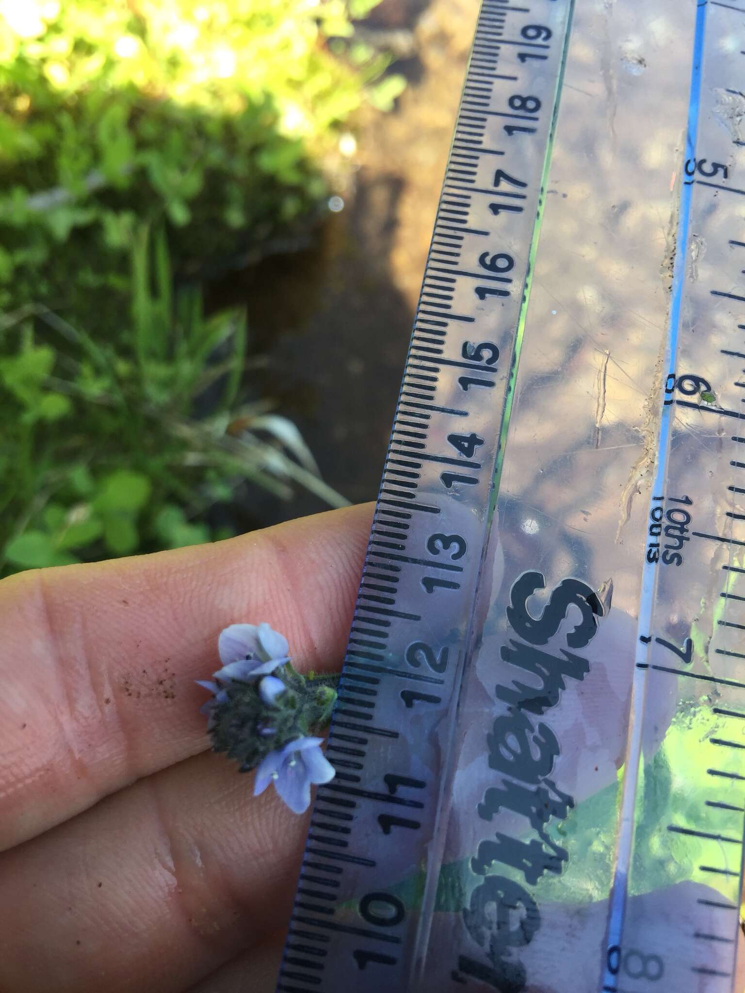 Image of American alpine speedwell