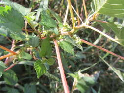 Image of River nettle