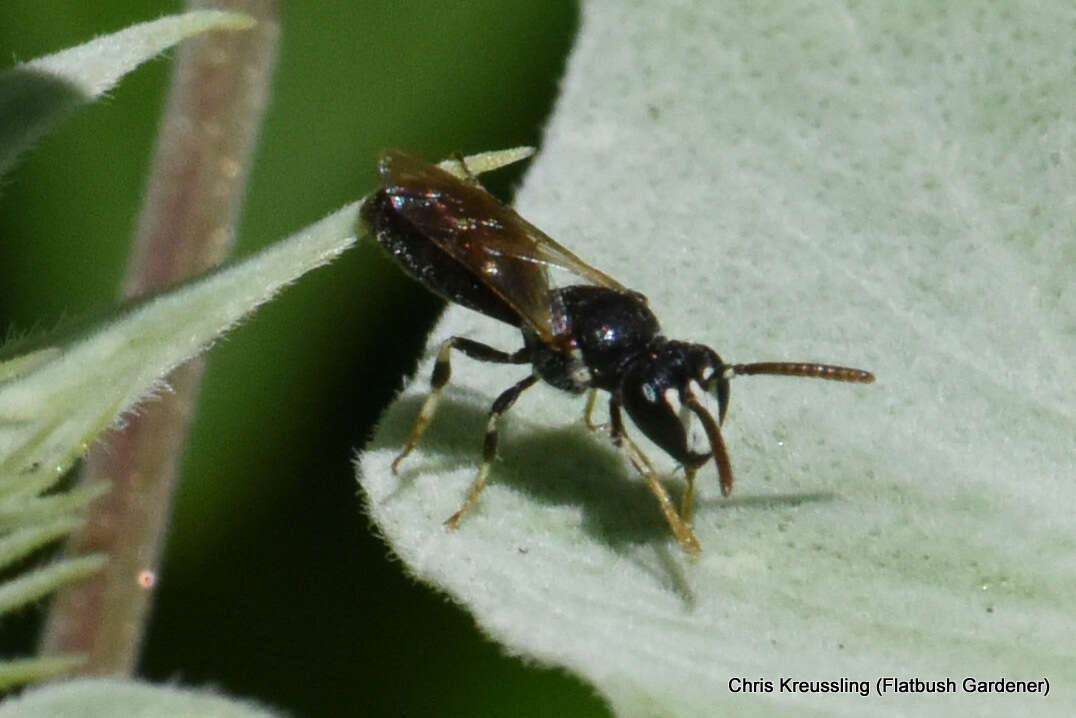 Sivun Hylaeus leptocephalus (Morawitz 1870) kuva