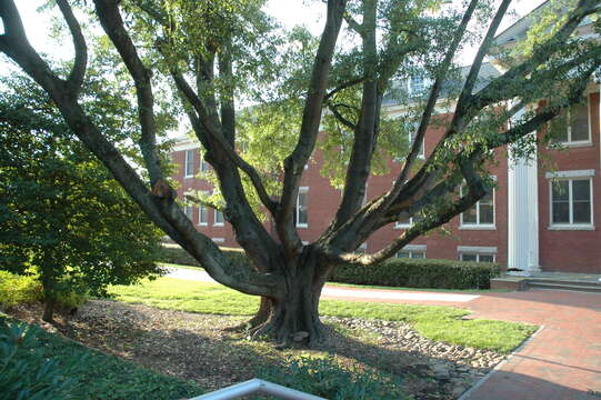 Image of Darlington Oak