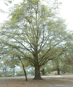 Image of Darlington Oak