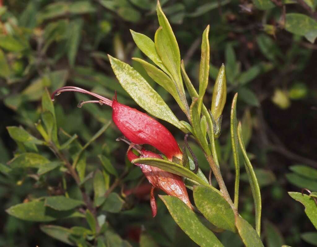 صورة Eremophila decipiens Ostenf.