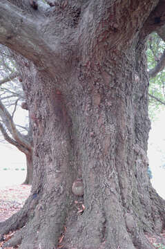 Image of Darlington Oak