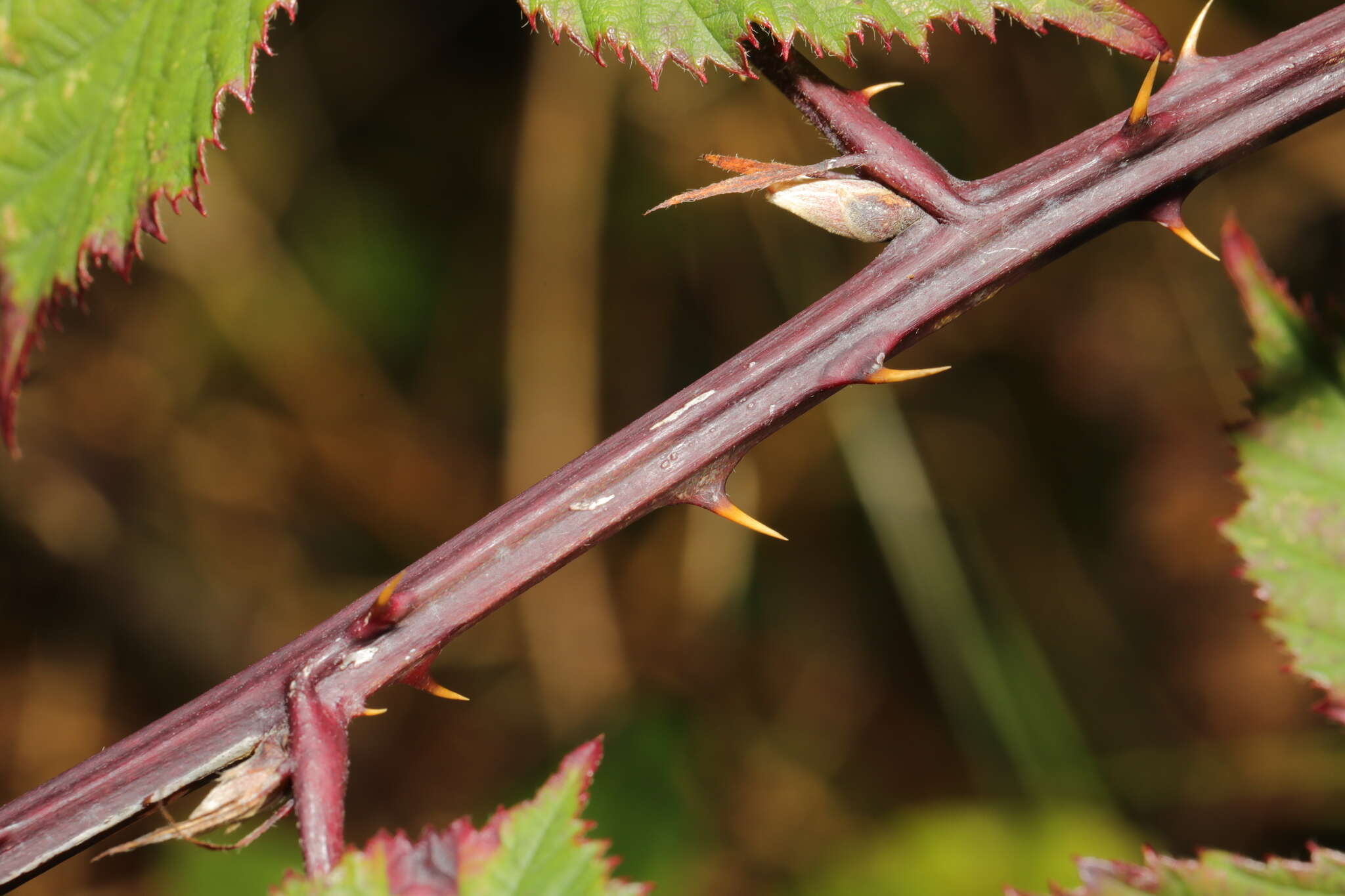 Image of Rubus nemoralis P. J. Müll.