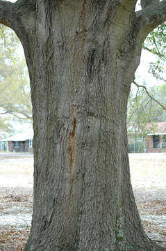 Image of Darlington Oak