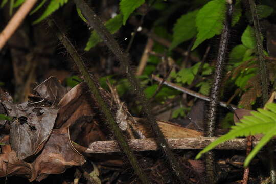 Image of Ctenitis eatonii (Bak.) Ching