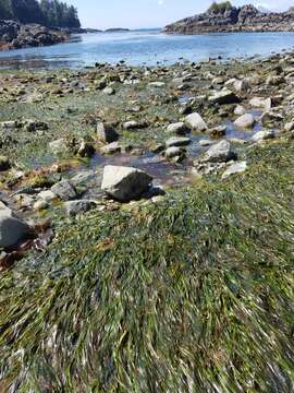 Image of toothed surfgrass