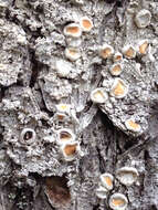 Image of Oregon crabseye lichen