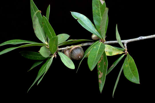 Sivun Quercus hemisphaerica W. Bartram ex Willd. kuva