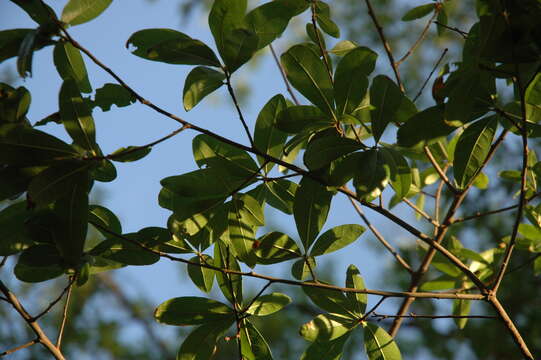 Image of Darlington Oak