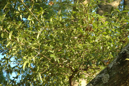 Image of Darlington Oak