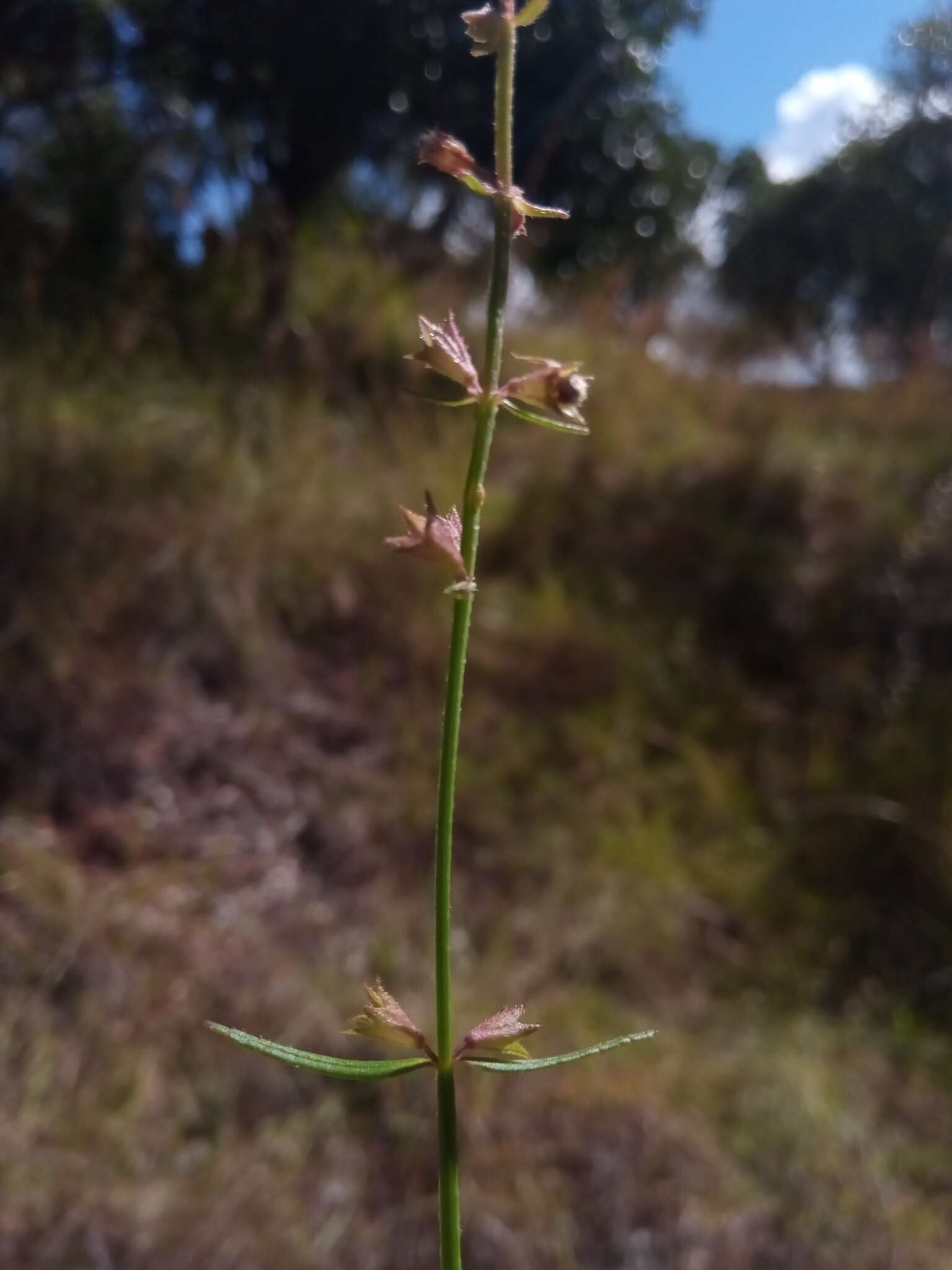 Слика од Stachys filifolia Hedge