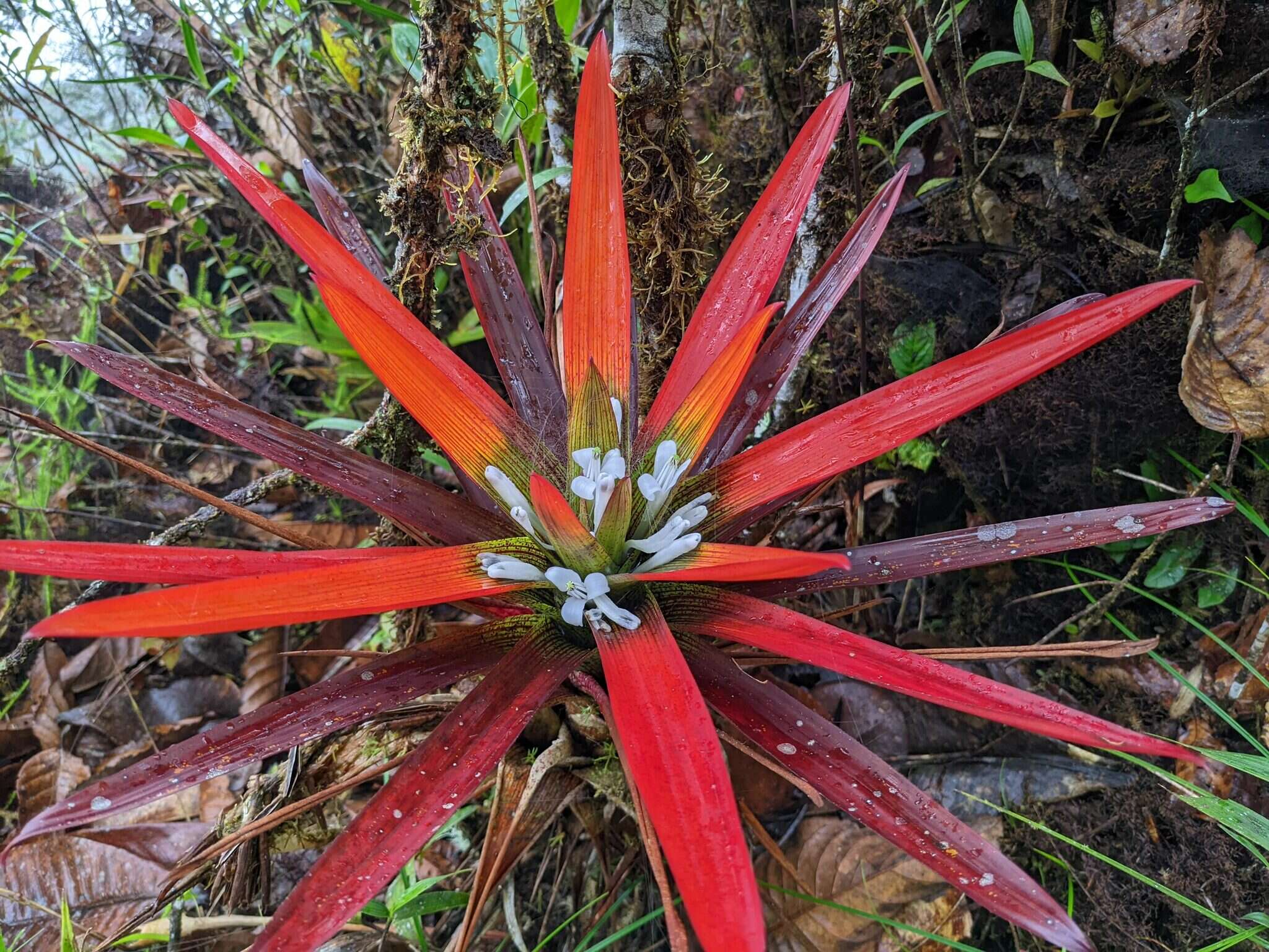 Image of Guzmania nidularioides L. B. Sm. & Read