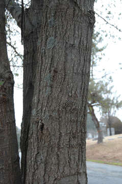 Image of Darlington Oak