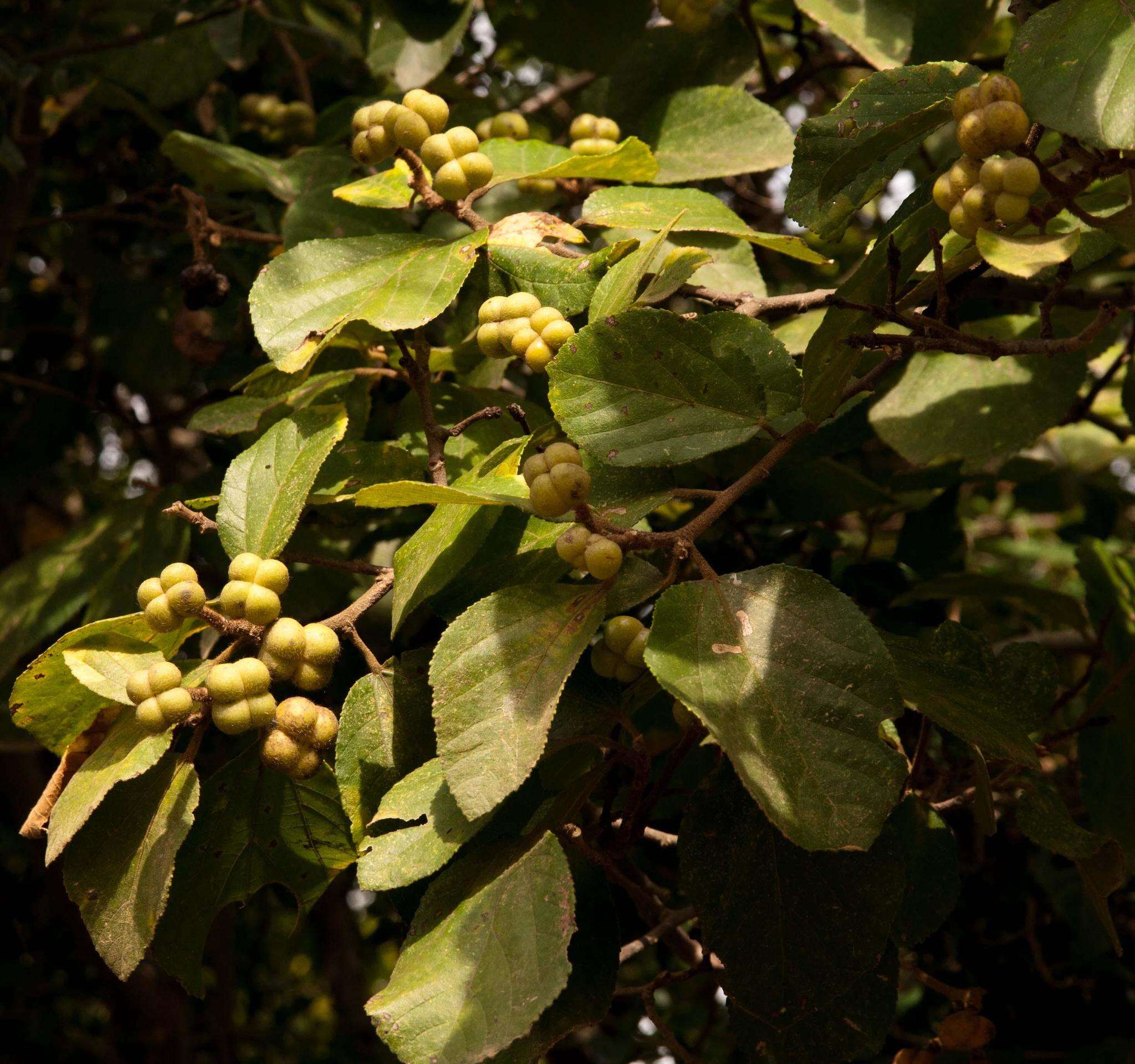 Grewia lasiocarpa E. Mey.的圖片