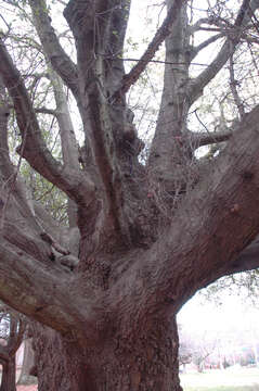 Image of Darlington Oak