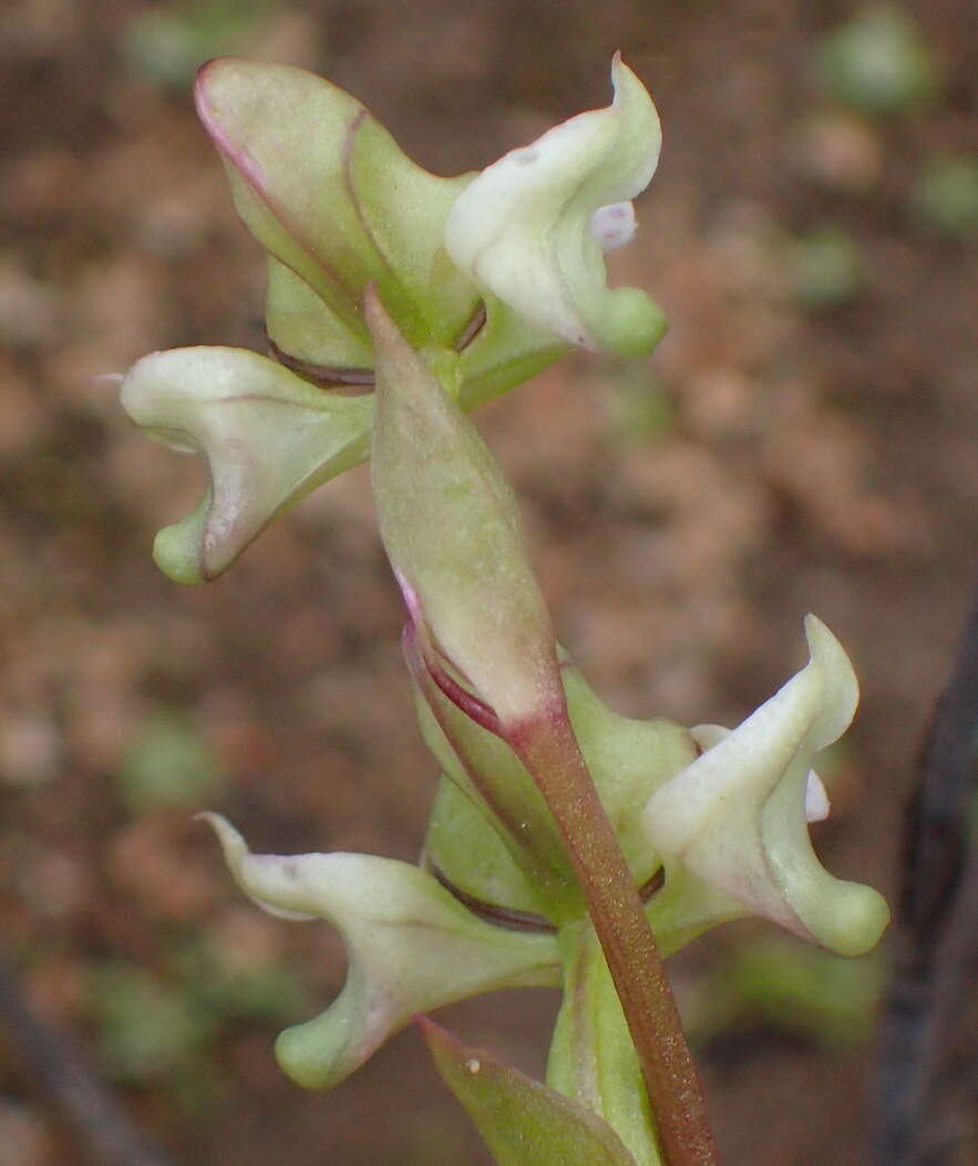 Image of Disperis circumflexa subsp. aemula (Schltr.) J. C. Manning