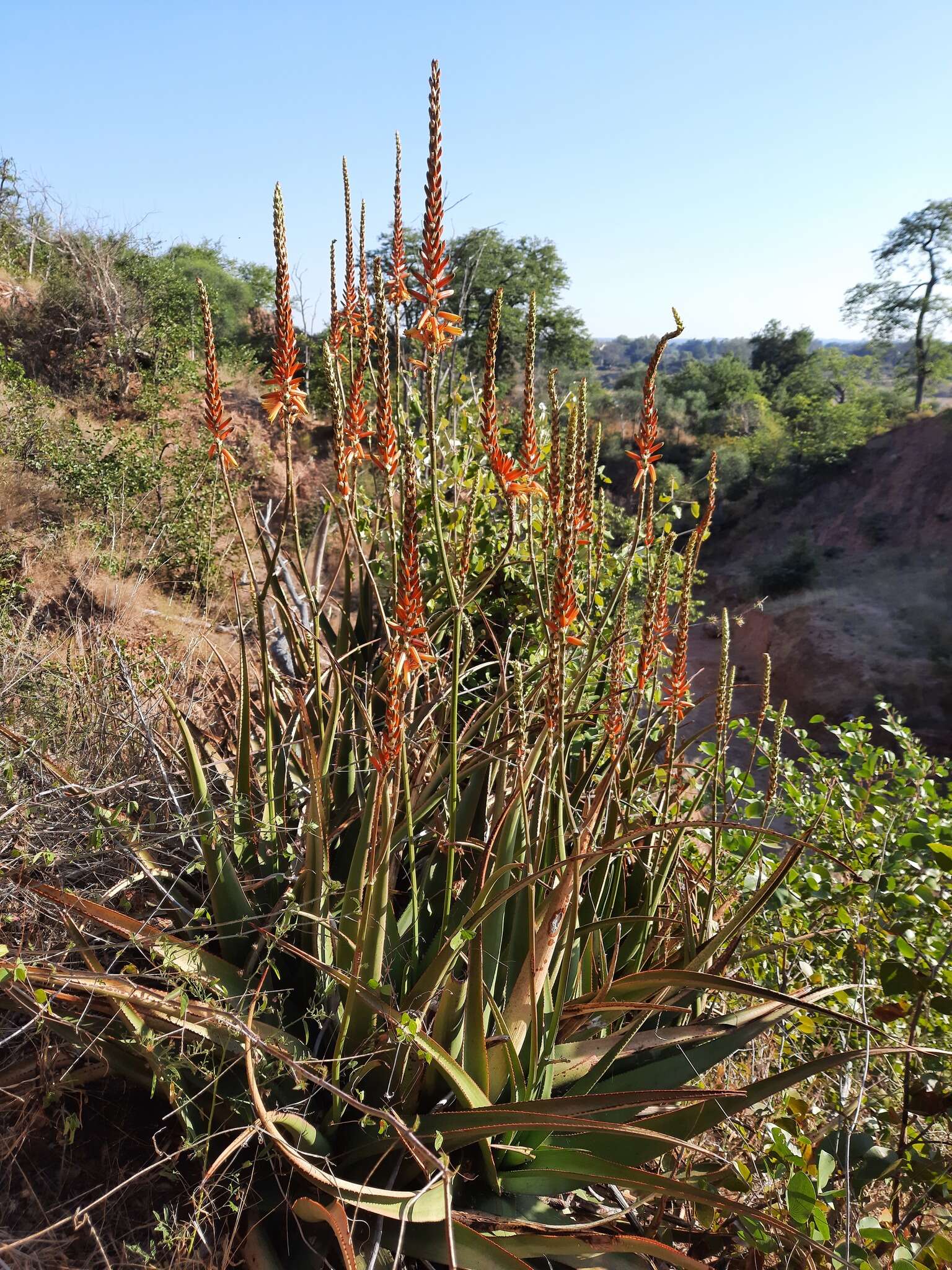 Image of Malapati aloe