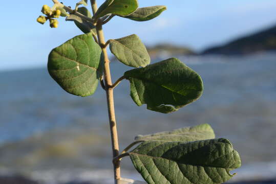 Image of Tetrapterys phlomoides (Sprengel) Nied.