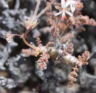 Image of Pelargonium alternans Wendl.