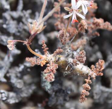 Imagem de Pelargonium alternans Wendl.