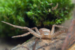 Image of Philodromus fuscomarginatus (De Geer 1778)