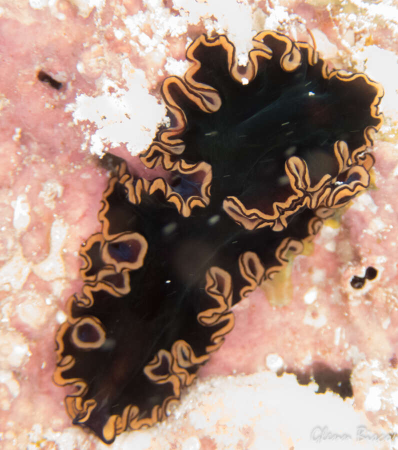 Image of red-rim flatworm