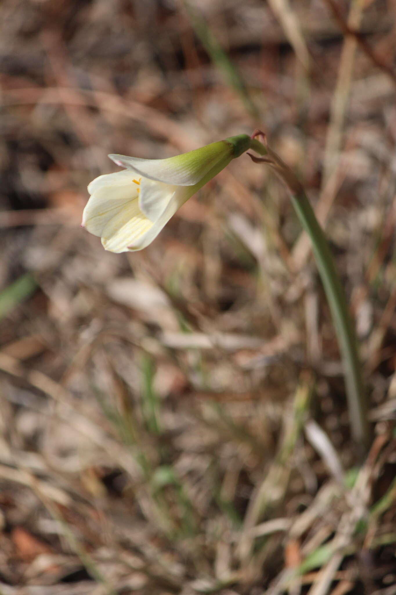 Image of Zephyranthes pseudoconcolor