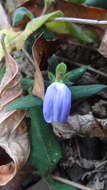 Cynarospermum asperrimum (Nees) K. Vollesen resmi